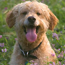 BostonChildrensHospitalPawprintDogKarma