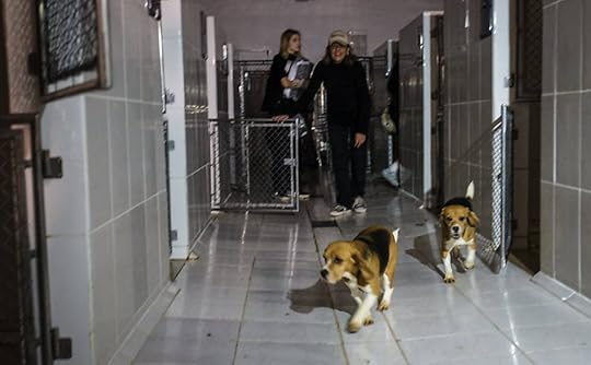 brazil-beagle-lab-rescue-8