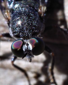 image courtesy of photobucket.com