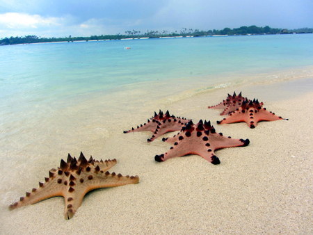 Starfish on Sand Island, Sumatra