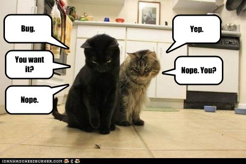 photo of a two cats looking at a bug