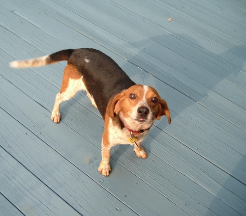 puplooking