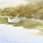 Gulls are always good for a break from the landscape.