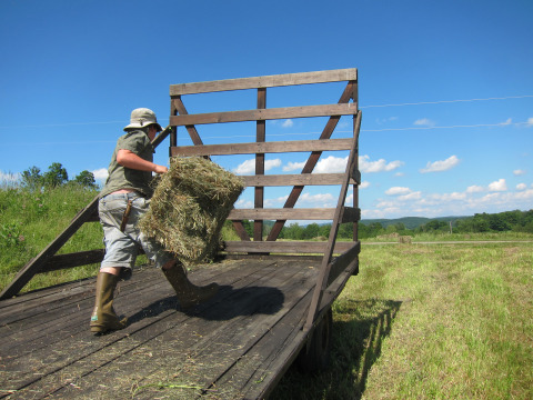 The boys loaded bales whilst I slept off my morning drunk in the shade