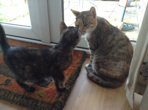 Willow and Molly 27 Oct 2013 (photo credit Abigail Robinson)