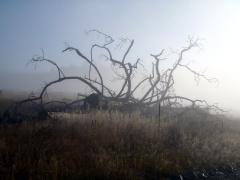 Medusa snag in light fog