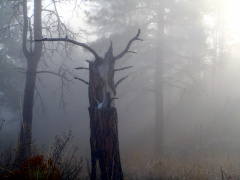 Fog illuminating snag with deer skull