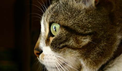 Cats