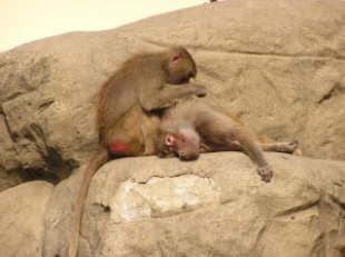 monkey_tail_rock_250994_l