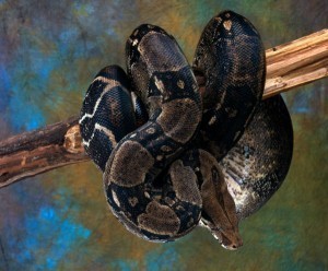 python