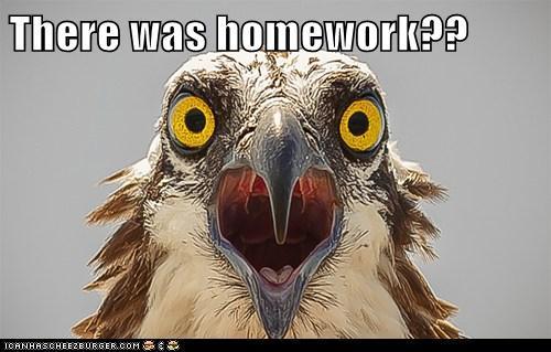 photo of an eagle sqwaking....there was homework