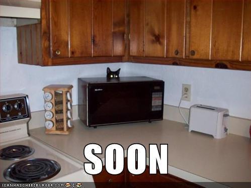 photo of a cat looking out over a microwave