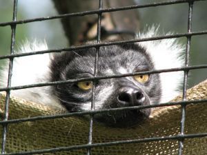 Tired as Lemur 
