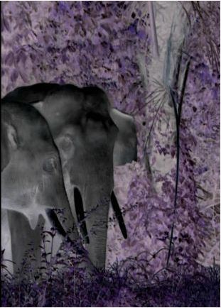 Janet Laurence After Eden (detail) 2011
