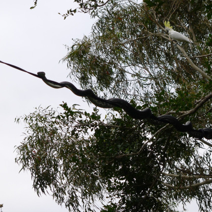 The squawking of cockatoos drew my attention to this python on the telephone lines next door to me!