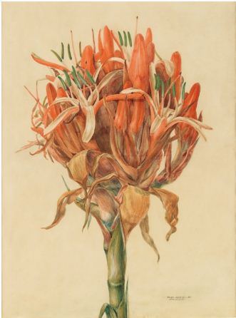 John Lewin The Gymea Lily watercolour 1807