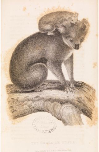John Lewin Koala and young watercolour 1803. Interestingly this painting was owned by Philip Gidley King who was by now Governor of NSW.