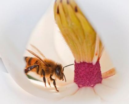 Photo by Jack Salzke Veolia Environment Wildlife Photographer of the Year 2011