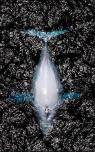 Photo by Marc McCormack Veolia Environnement Wildlife Photographer of the Year 2011