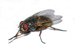 shoo fly don't bother me