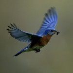 Eastern Bluebird with aquatic insect #3