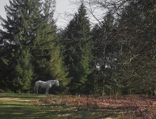 Dartmoor pony