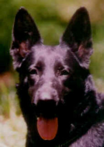 blackiepic