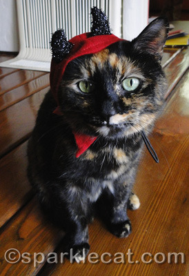 A shining example of an adoptable shelter cat?