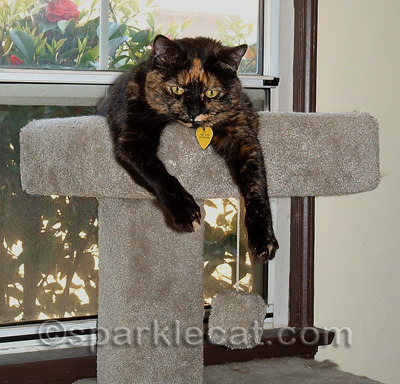 This is actually MY tree!