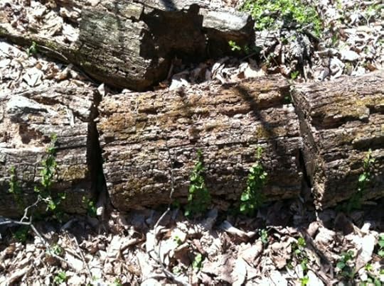 dead tree with shoots