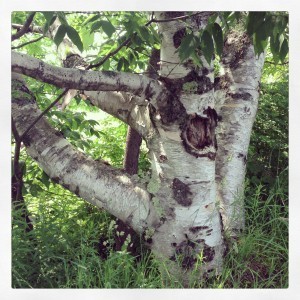 We're in Vermont, birches