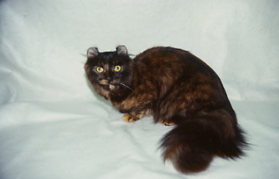 American Curl