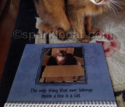 Kitties, it is 10 PM - do you know where YOUR box is?