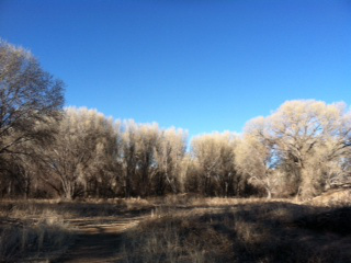 Cottonwoods by Lake Watson
