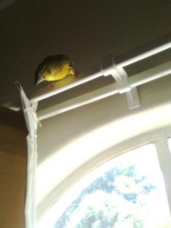 Who's getting soup on the curtains.