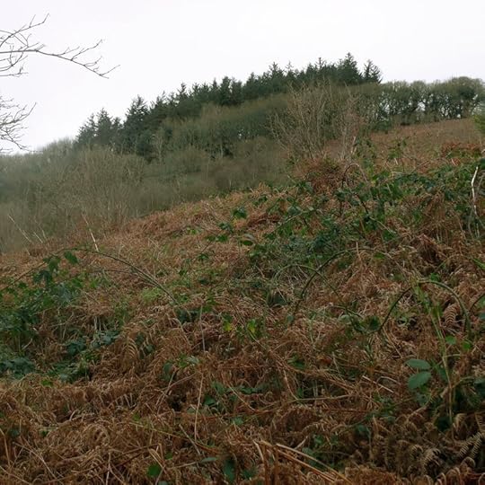 Winter Bracken