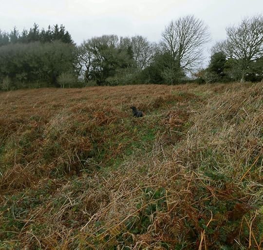 Tilly in the Bracken