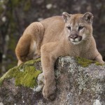 mountain lion