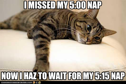 photo of a cat that missed its nap and has to wait 15 minutes for the other nap
