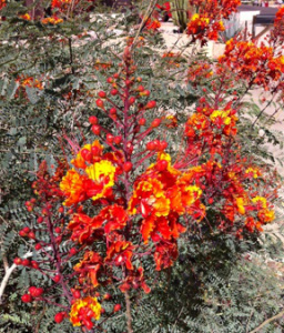 Red Bird of Paradise (also called Mexican Bird of Paradise).