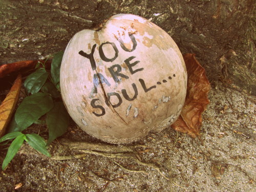 You are soul coconut on Koh Phangan