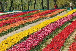 gardens-of-srinagar