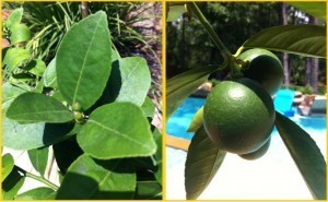 bear fruit, fruit of the spirit
