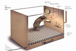 Picture of a rat in a skinner box