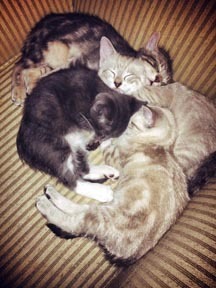 kitten puddle cuddle