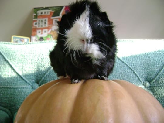 Donde esta Escuerzo?