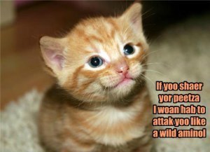 cute kitten