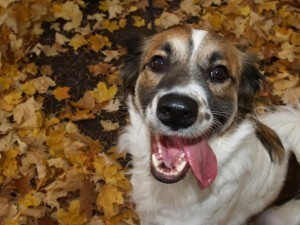 image courtesy of photobucket.com