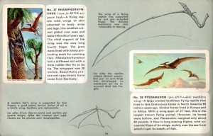 Rhamphorhynchus and Pteranodon