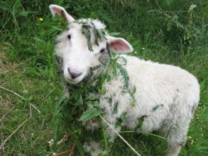 Mary Kate also sometimes got tangled in weeds.